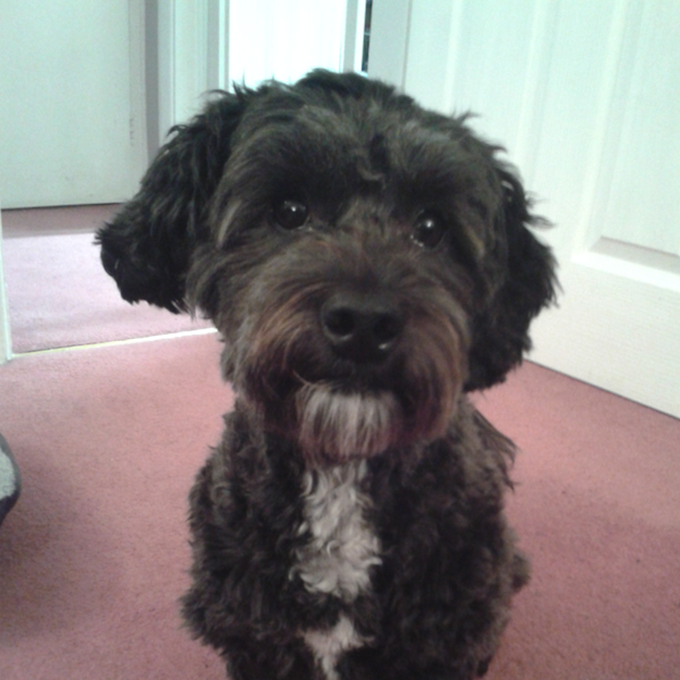 Toby